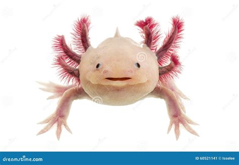 axolotl with white background